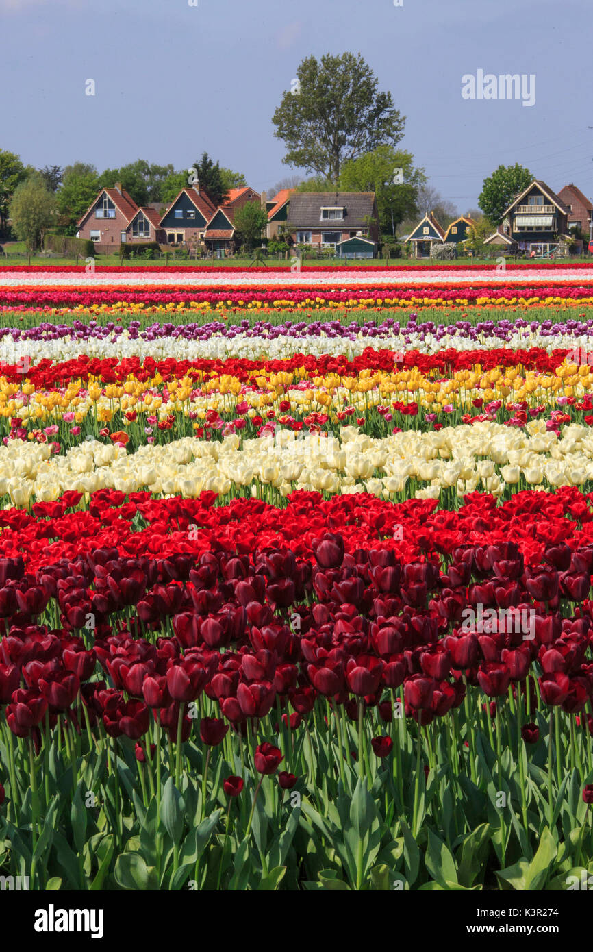 Multicolore di campi di tulipani il telaio il villaggio in primavera Berkmeer Koggenland North Holland Olanda Europa Foto Stock