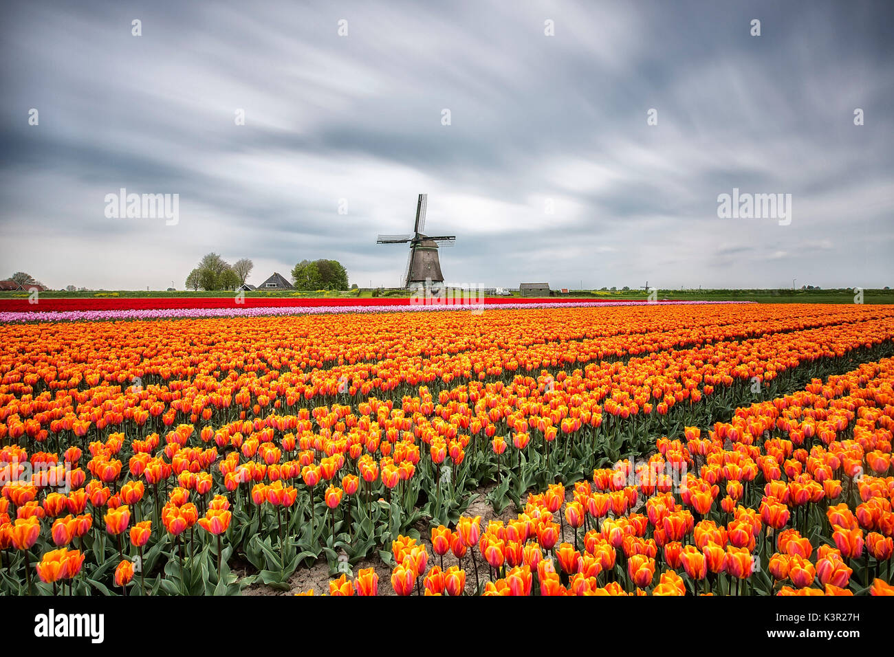 Nuvole di primavera sui campi di tulipani multicolori e mulino a vento Berkmeer Koggenland North Holland Olanda Europa Foto Stock