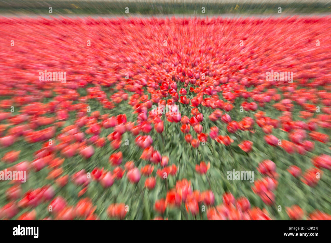 Tulipani rosso e verde erba colore il paesaggio in primavera il parco Keukenhof Lisse South Holland Olanda Europa Foto Stock