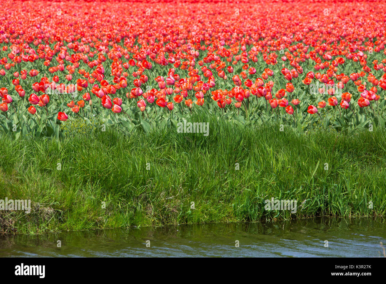 Tulipani rosso e verde erba colore il paesaggio in primavera il parco Keukenhof Lisse South Holland Olanda Europa Foto Stock