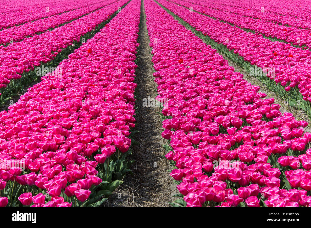 Il colorato paesaggio di primavera i campi di tulipani parco Keukenhof Lisse South Holland Olanda Europa Foto Stock