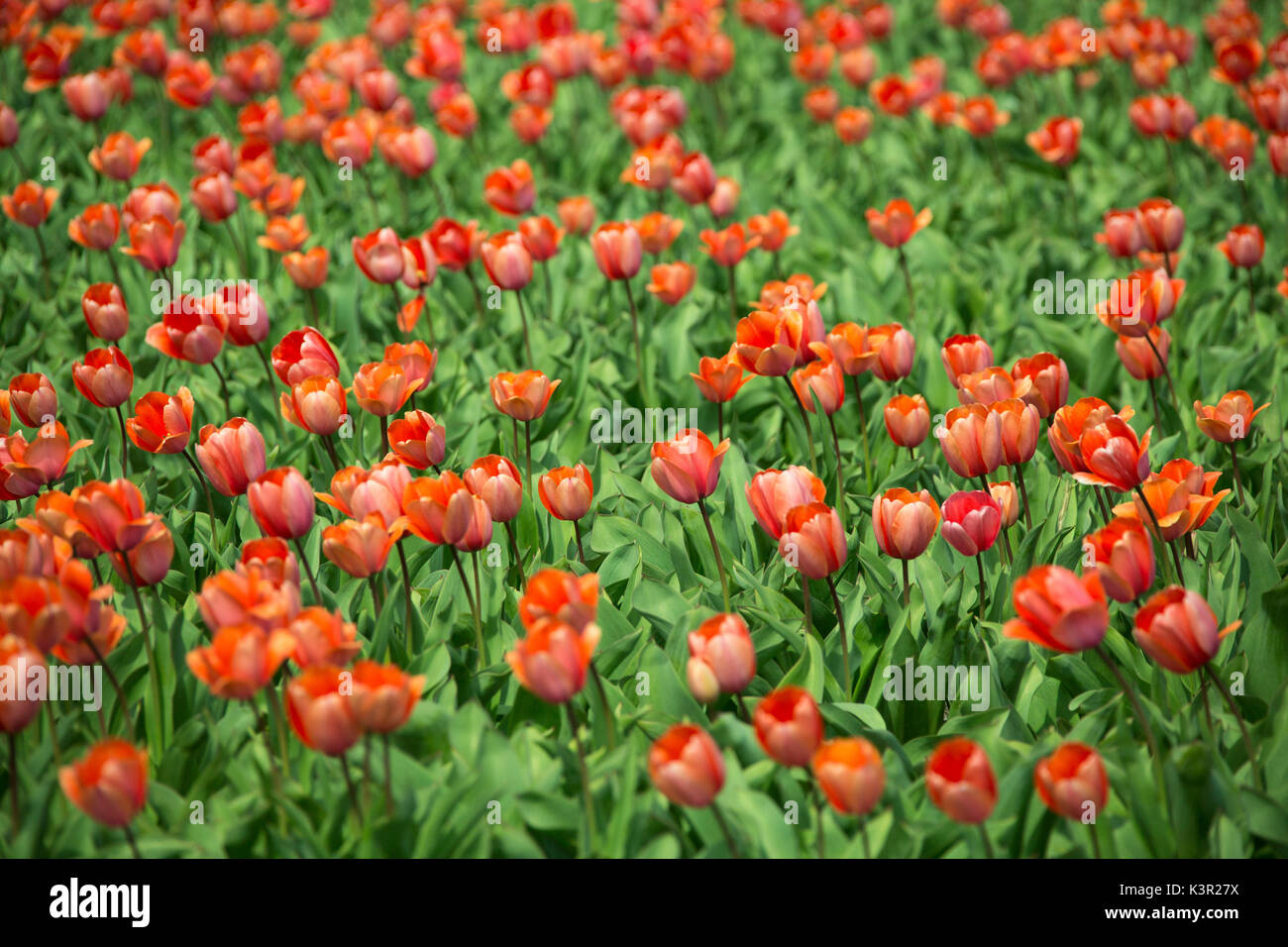 Tulipani rosso e verde erba colore il paesaggio in primavera il parco Keukenhof Lisse South Holland Olanda Europa Foto Stock