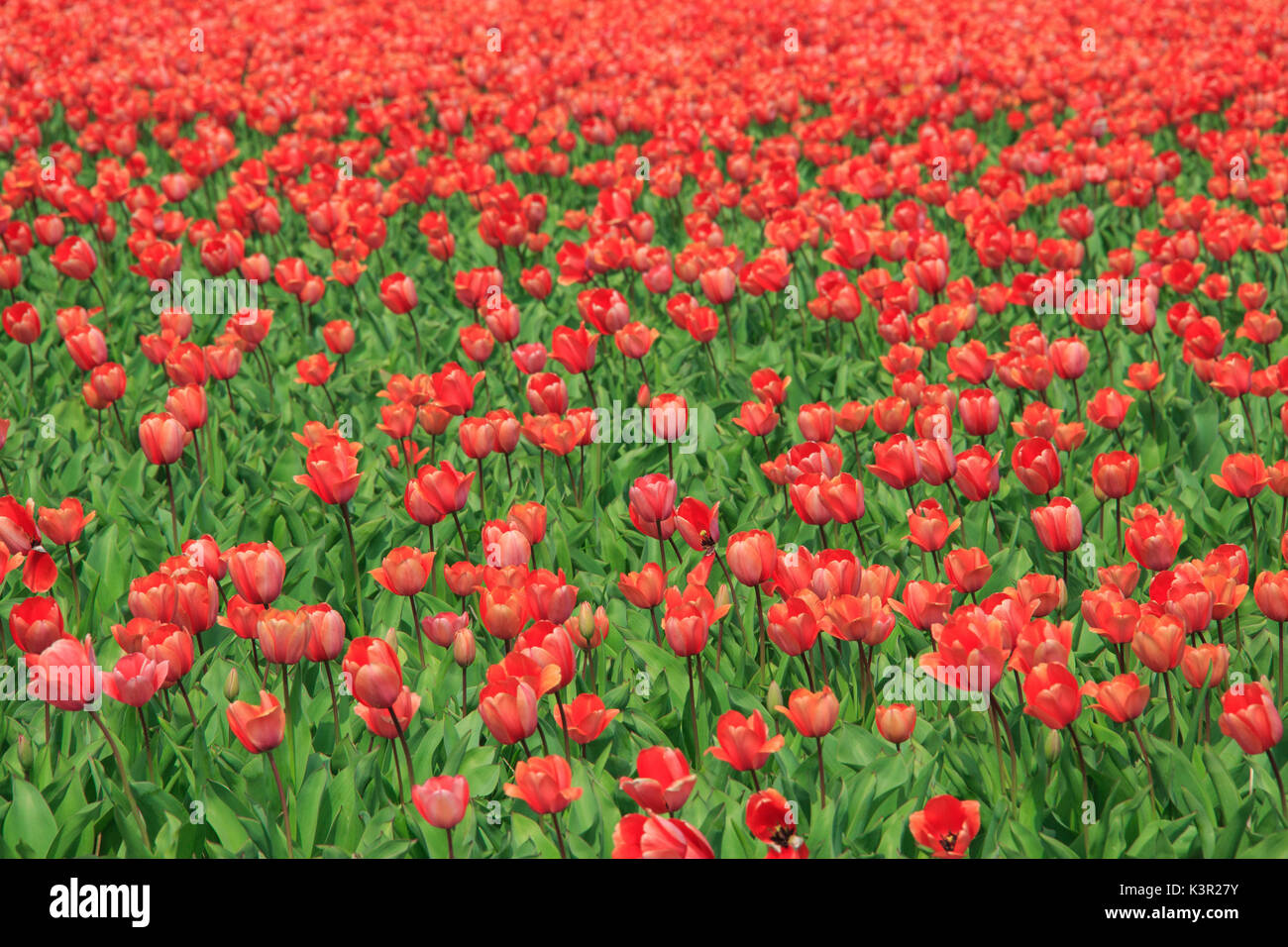 Tulipani rosso e verde erba colore il paesaggio in primavera il parco Keukenhof Lisse South Holland Olanda Europa Foto Stock