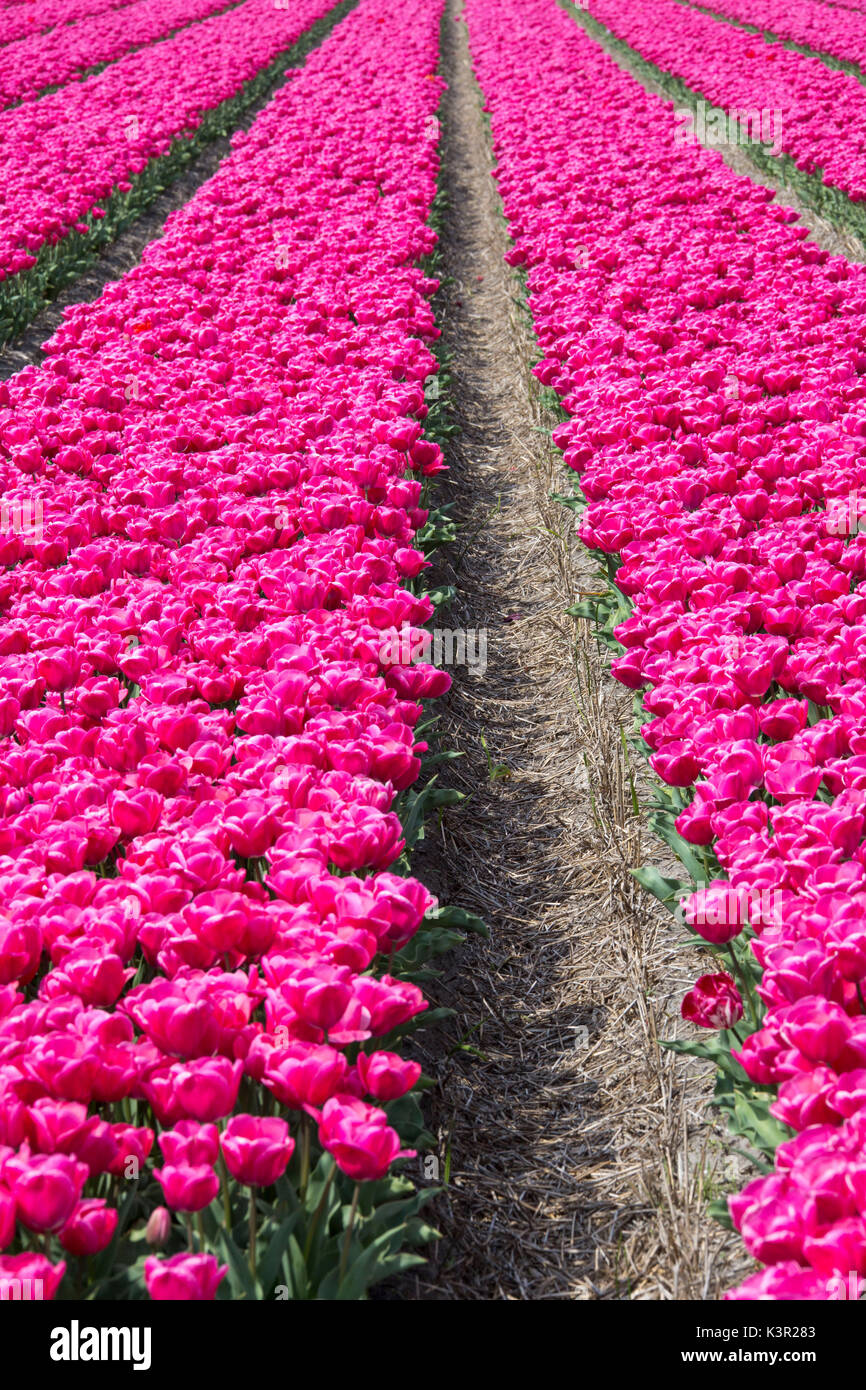 Il colorato paesaggio di primavera i campi di tulipani parco Keukenhof Lisse South Holland Olanda Europa Foto Stock