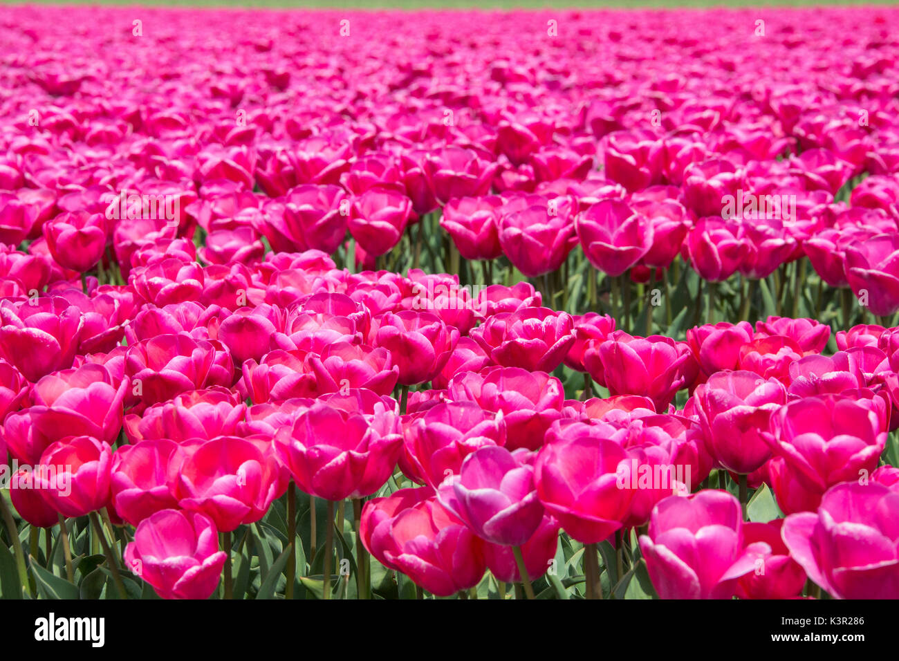 Il colorato paesaggio di primavera i campi di tulipani parco Keukenhof Lisse South Holland Olanda Europa Foto Stock
