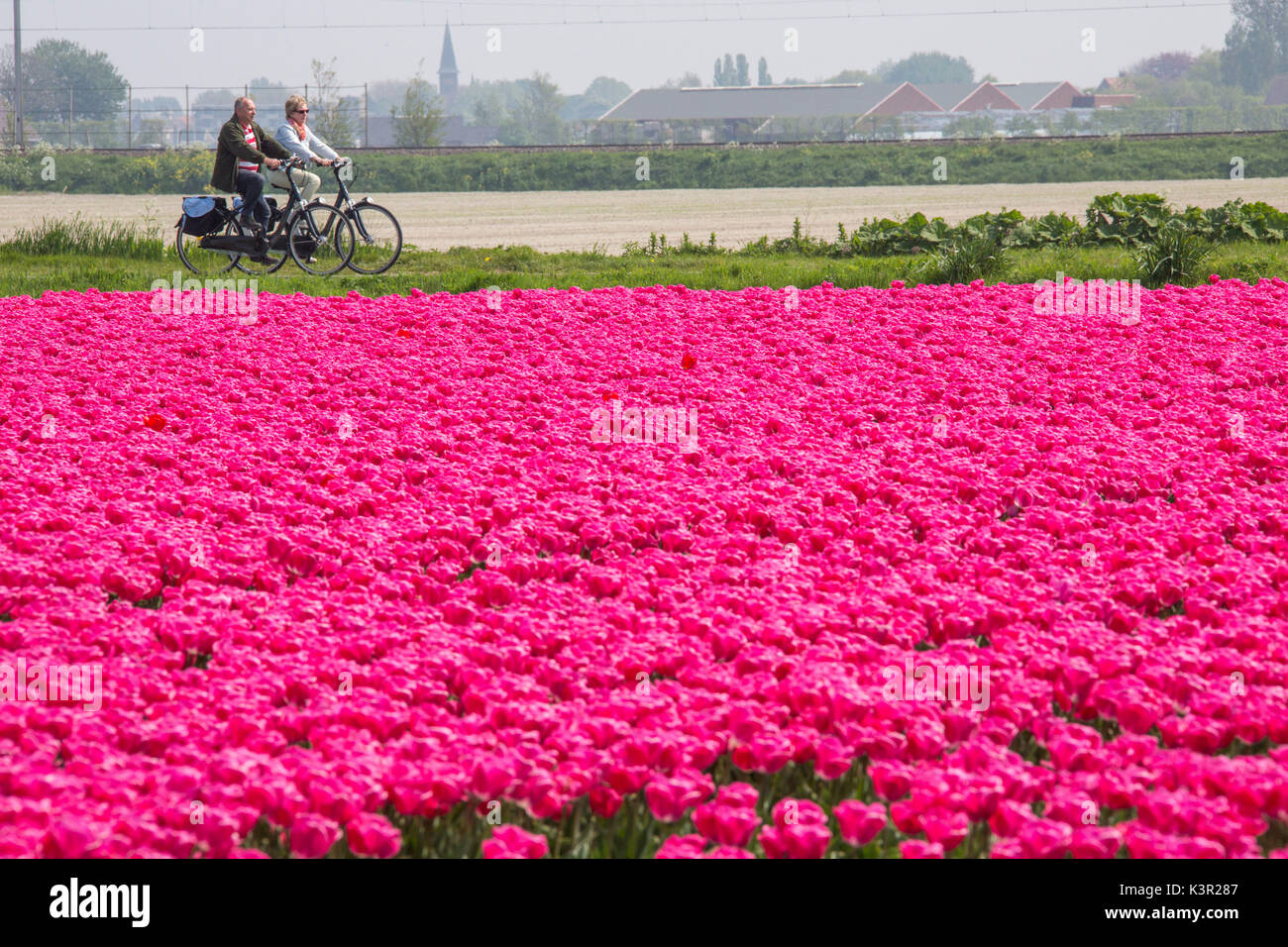 Le biciclette nel colorato paesaggio di primavera i campi di tulipani parco Keukenhof Lisse South Holland Olanda Europa Foto Stock