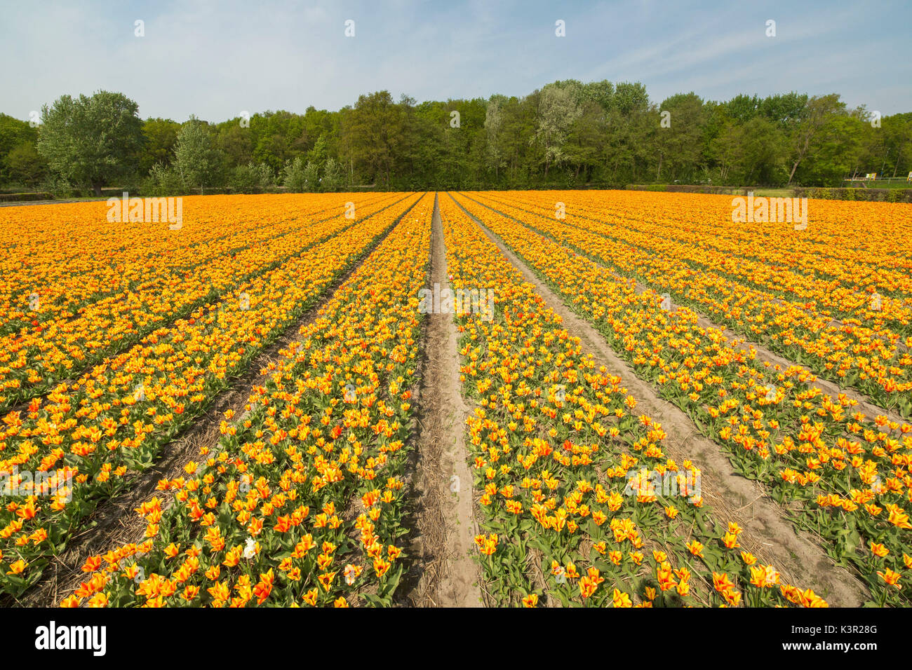 Vista dei campi colorati di tulipani in primavera il parco Keukenhof Lisse South Holland Olanda Europa Foto Stock