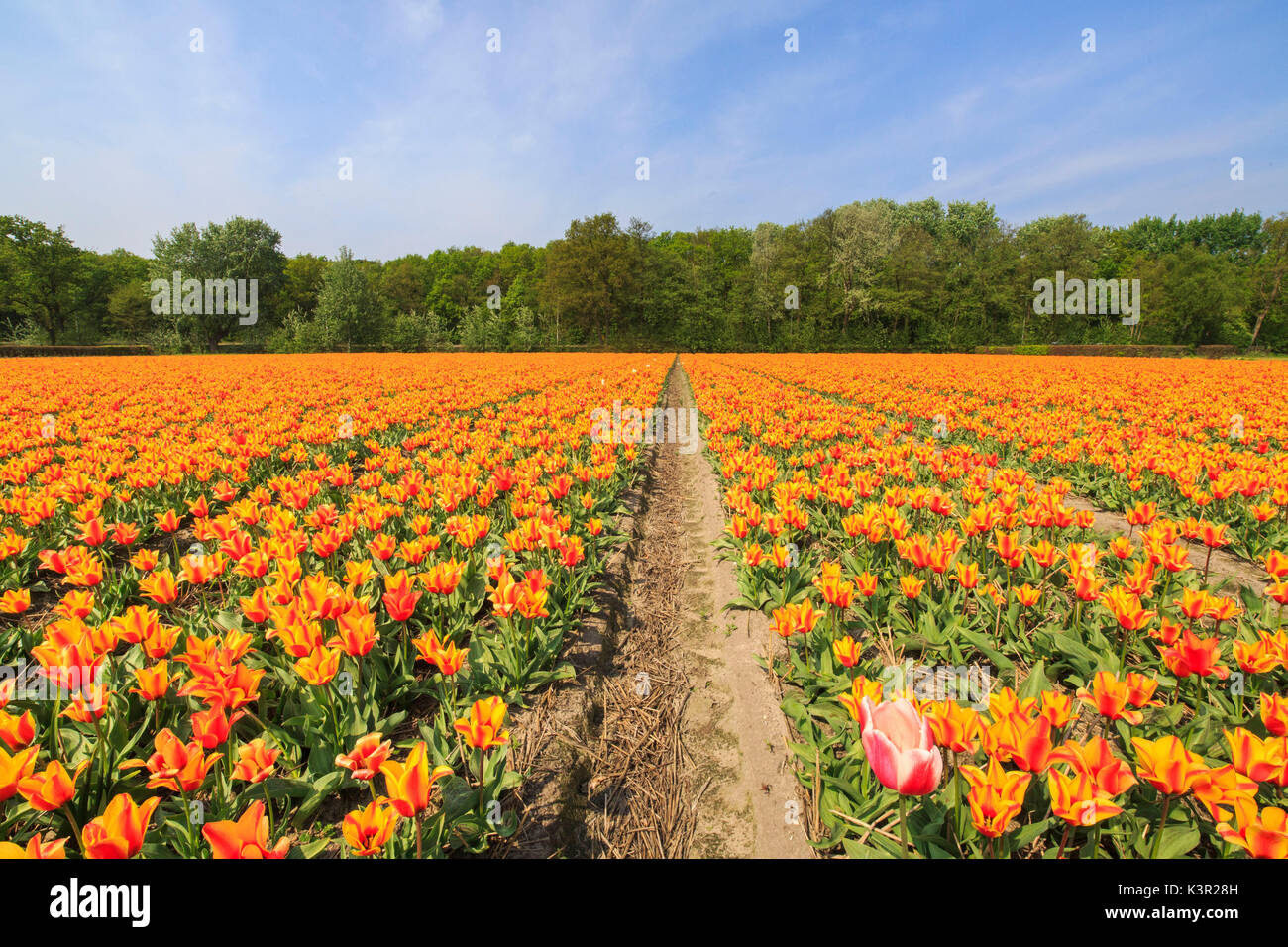 Vista dei campi colorati di tulipani in primavera il parco Keukenhof Lisse South Holland Olanda Europa Foto Stock