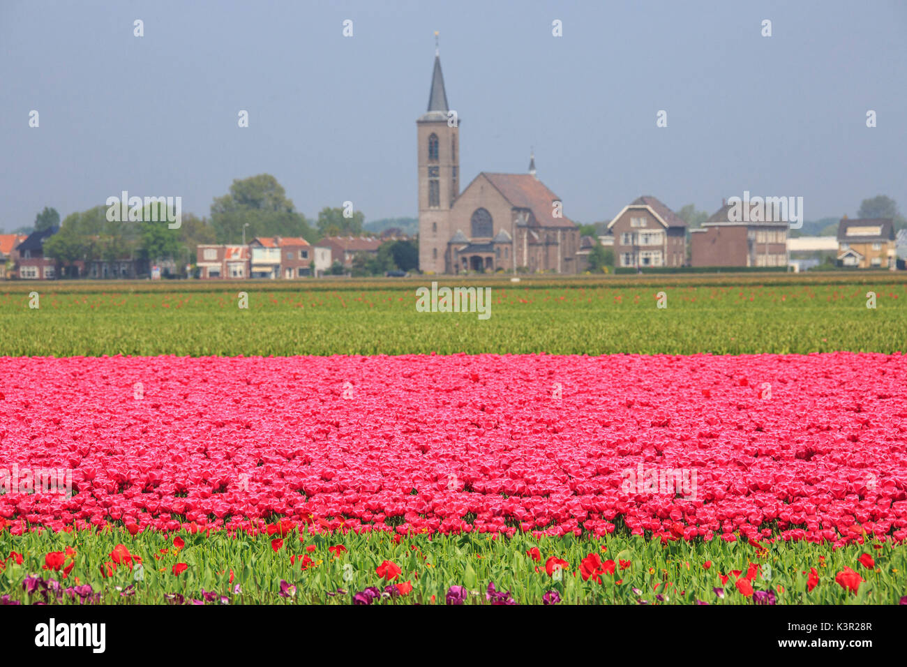Campi di Tulipani colore il paesaggio e il telaio il villaggio in background parco Keukenhof Lisse South Holland Olanda Europa Foto Stock