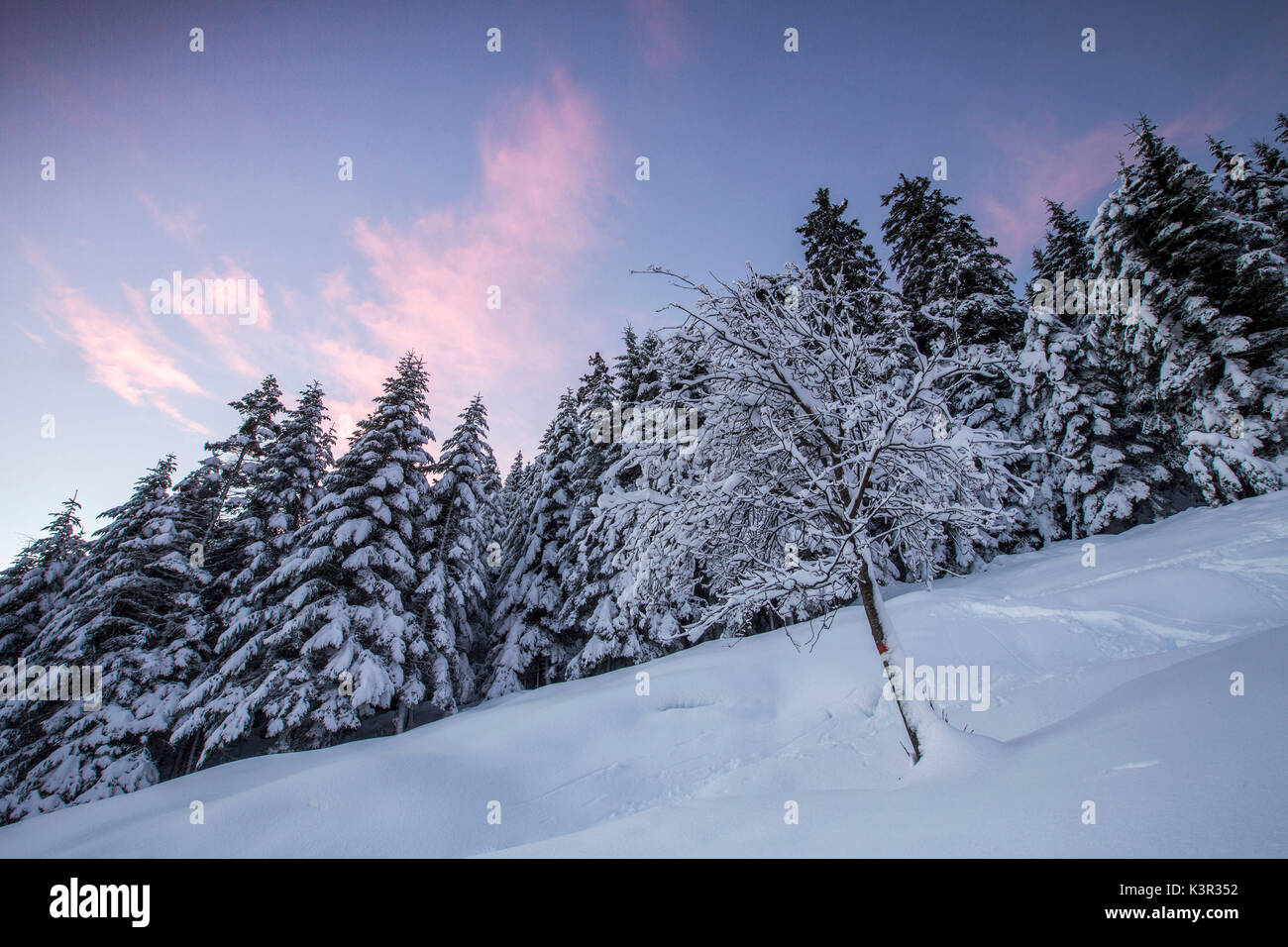 Cielo rosa all'alba sopra coperta di neve alberi tagliate di sopra di Gerola Alta Valtellina Alpi Orobie Lombardia Italia Europa Foto Stock
