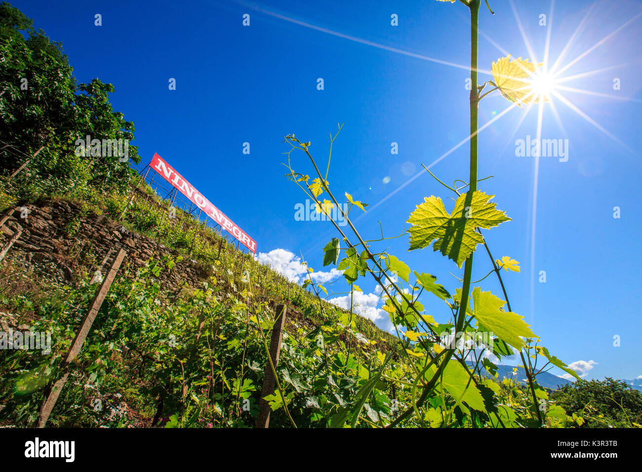 Cartello di una casa del vino tra i vigneti della Valtellina. Castello Grumello. Montagna in Valtellina. Sondrio. Lombardia. L'Italia. Europa Foto Stock