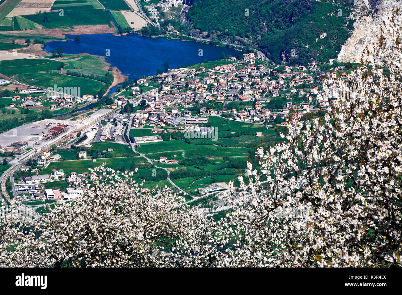 Una piccola città in una valle con fioriti alberi di ciliegio. Val Chiavenna, Lombardia, Italia Foto Stock
