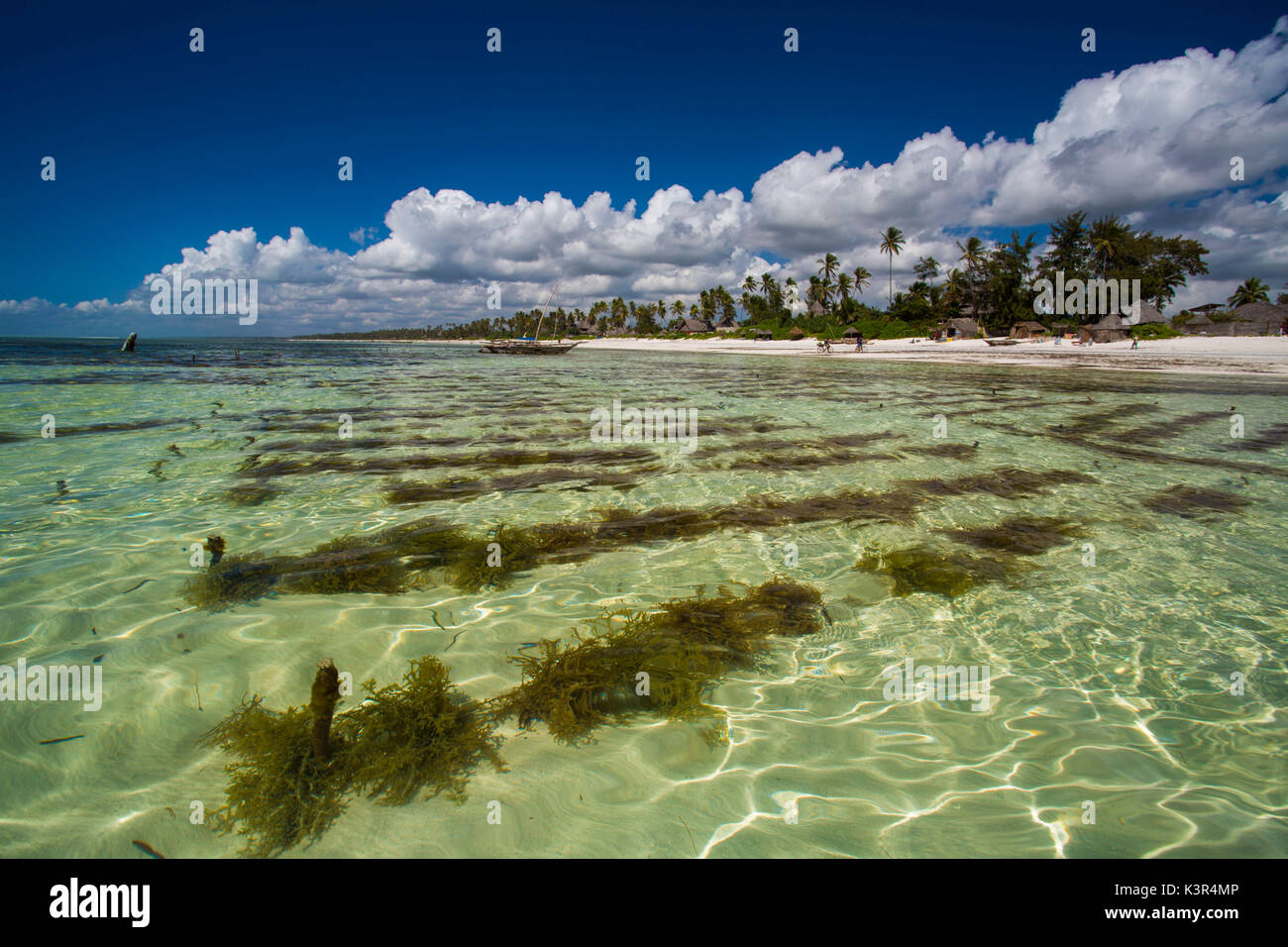 Le piantagioni di alghe marine sulla costa est di Zanzibar, Tanzania Africa Foto Stock