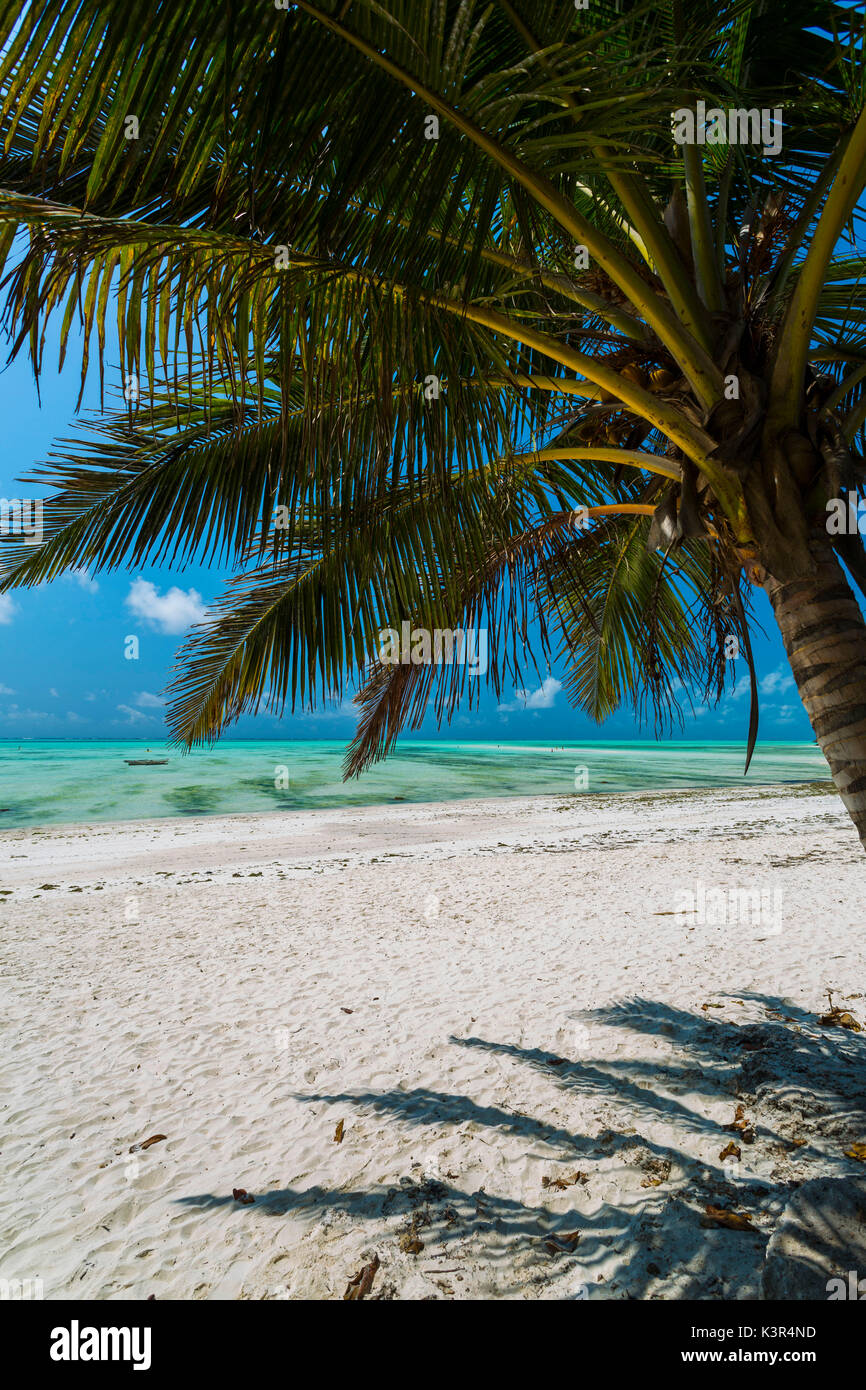Spiaggia e palm in Jambiani, Zanzibar, Tanzania Africa Foto Stock