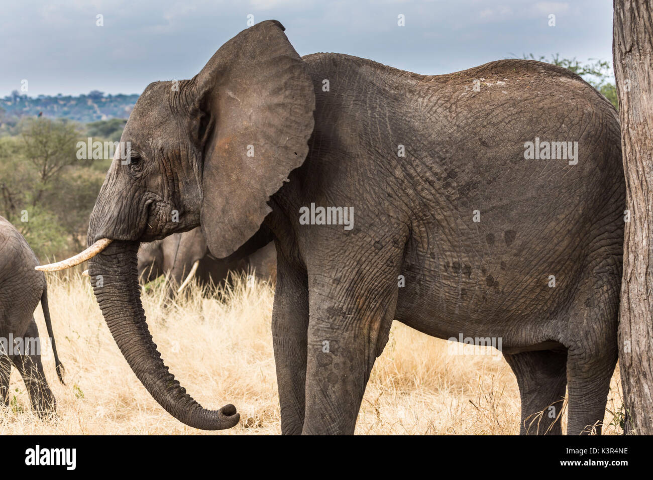 Elefante in prossimità di un baobab nel Parco Nazionale di Tarangire e, Tanzania Africa Foto Stock