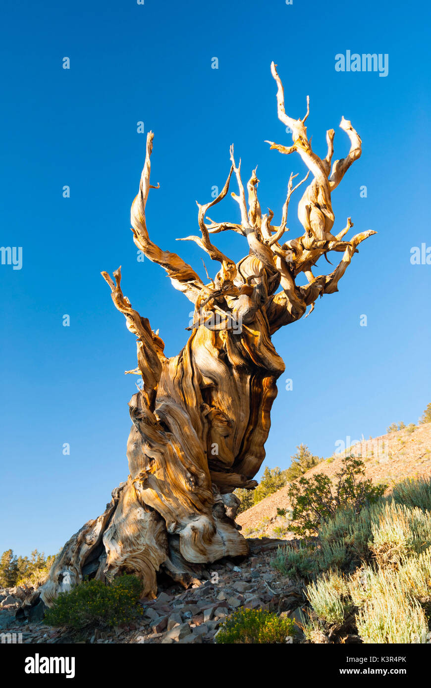 Antica bristlecone pine in Sierra Nevada, Nevada, STATI UNITI D'AMERICA Foto Stock