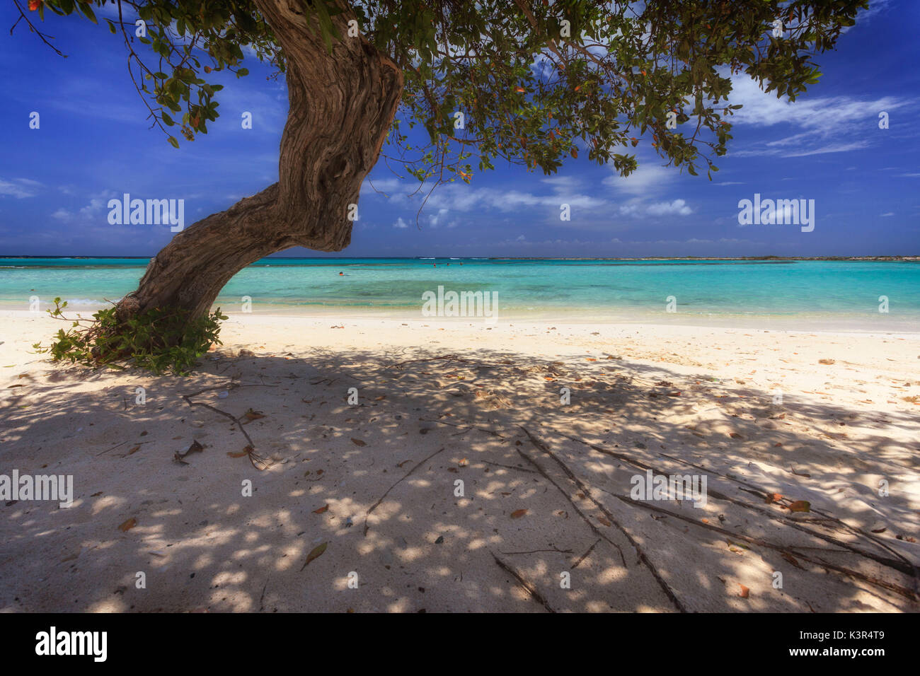 Spiaggia di Aruba, Antille, Caraibi Foto Stock