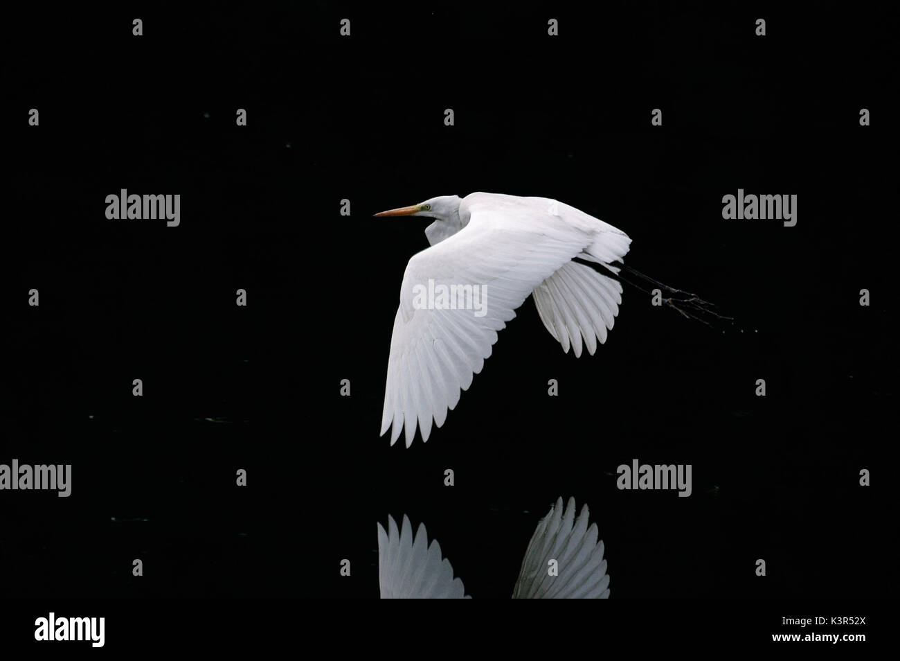 Airone bianco,Misurina,Auronzo,Lago di Misurina,Dolomiti,Cadore,Veneto,Italia Foto Stock