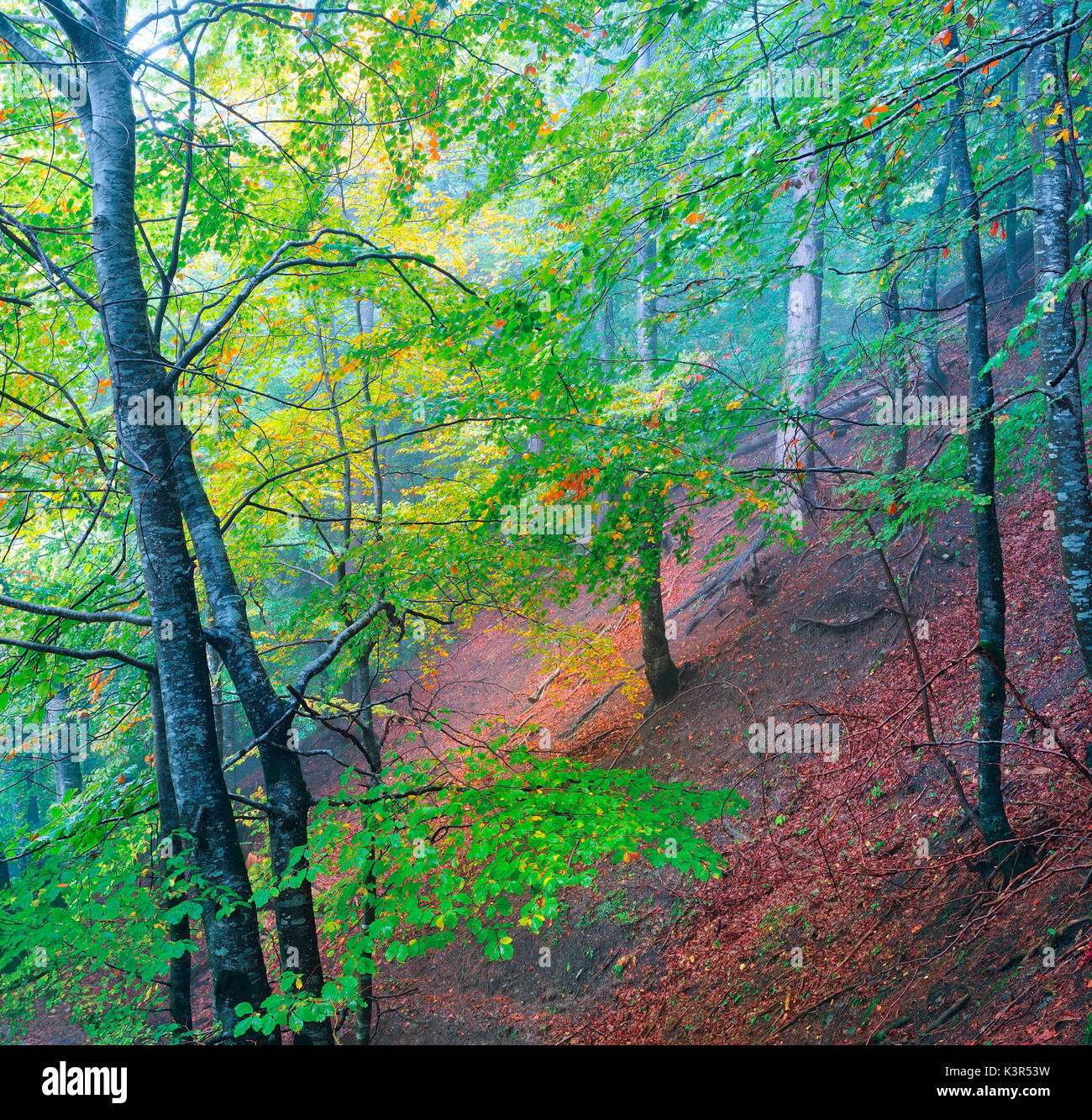 Prenotazione Somadida,parco naturale,Auronzo,Cadore,Dolomiti,Alpi,Veneto,Italia Foto Stock