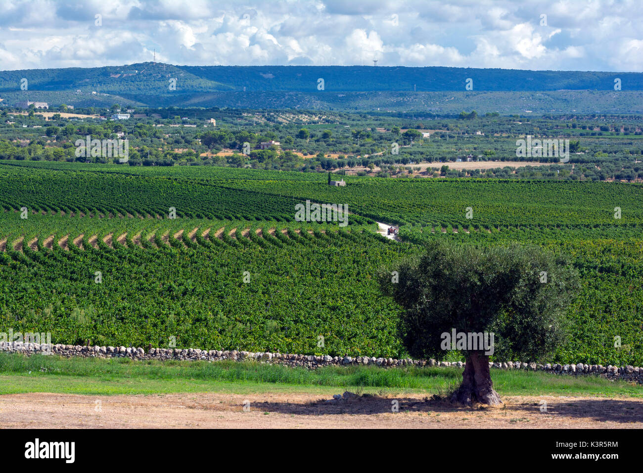 L'Europa, Italia, Amastuola vigneto in Italia meridionale, la Puglia. Foto Stock