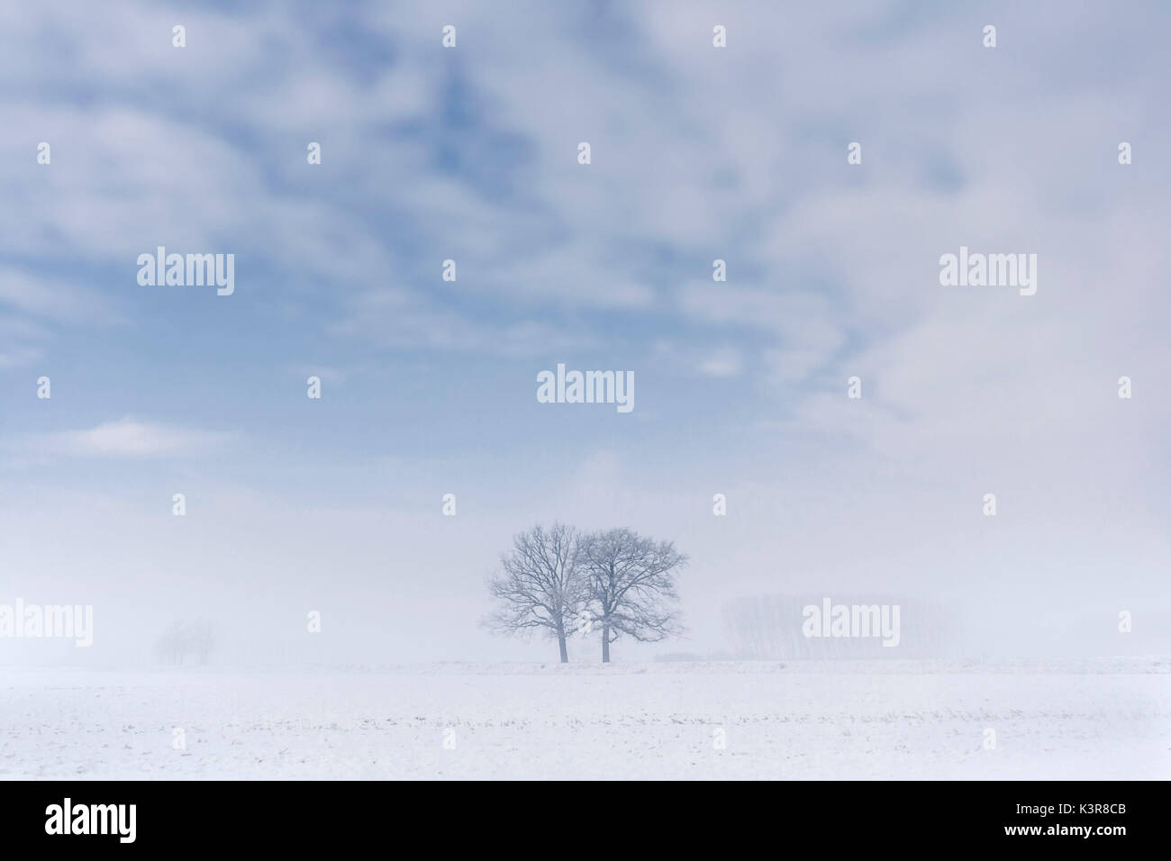 Pianura piemontese, Piemonte,Torino, Italia. Alberi nella nebbia Foto Stock