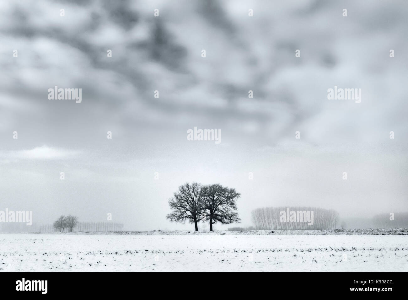 Pianura piemontese, Piemonte,Torino, Italia. Alberi nella nebbia Foto Stock