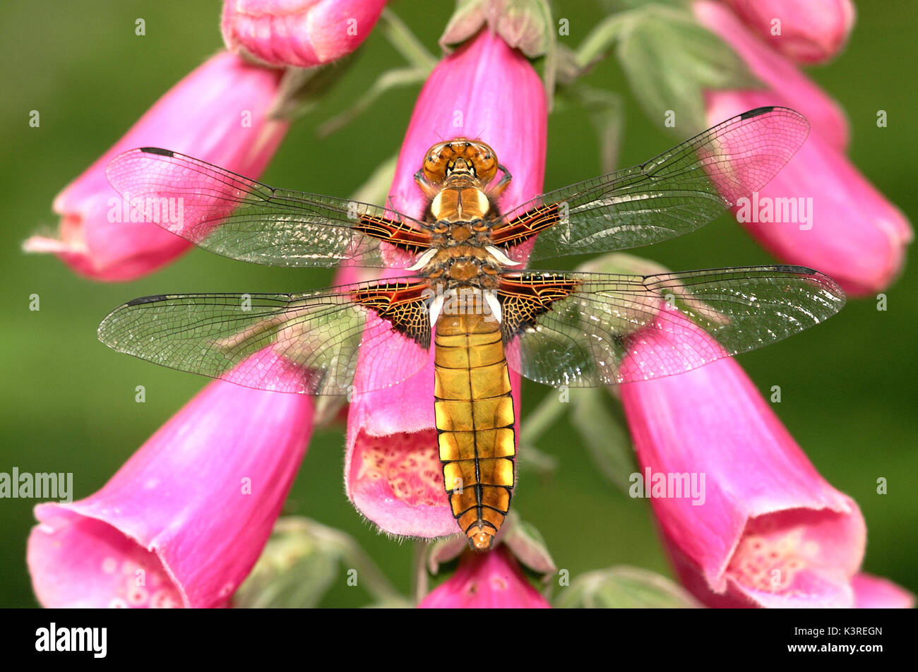 Chaser Broad-Bodied Dragonfly appoggiata su di un fiore foxglove Foto Stock