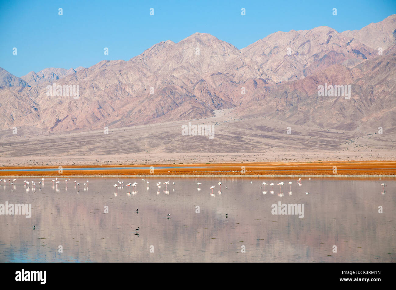 Le piscine del Mar Morto nel Parco Ein Evrona Foto Stock