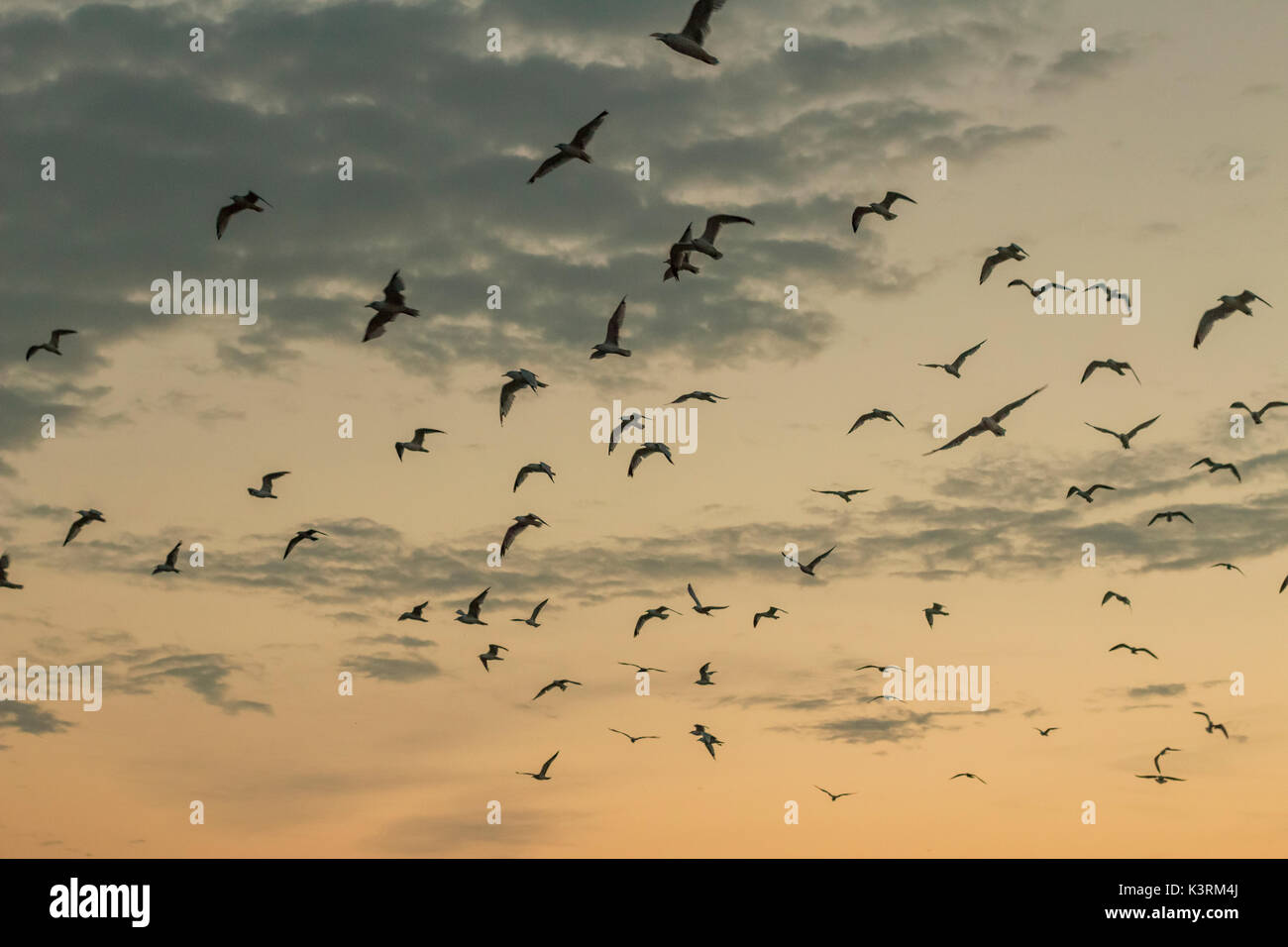 Un gruppo di gabbiani volare attraverso l'aria al tramonto. Foto Stock