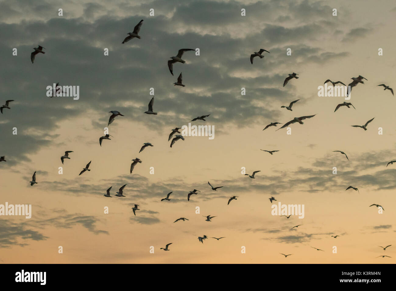 Un gruppo di gabbiani volare attraverso l'aria al tramonto. Foto Stock