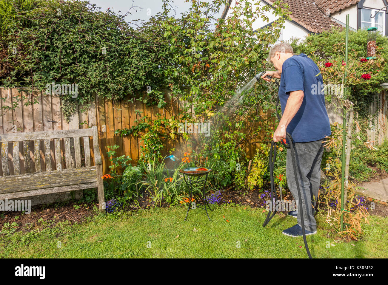 Un vecchio uomo la sua irrigazione piante da giardino, inizio autunno, con un flessibile e di nebulizzazione. Langtoft, Lincolnshire, Inghilterra, Regno Unito. Foto Stock