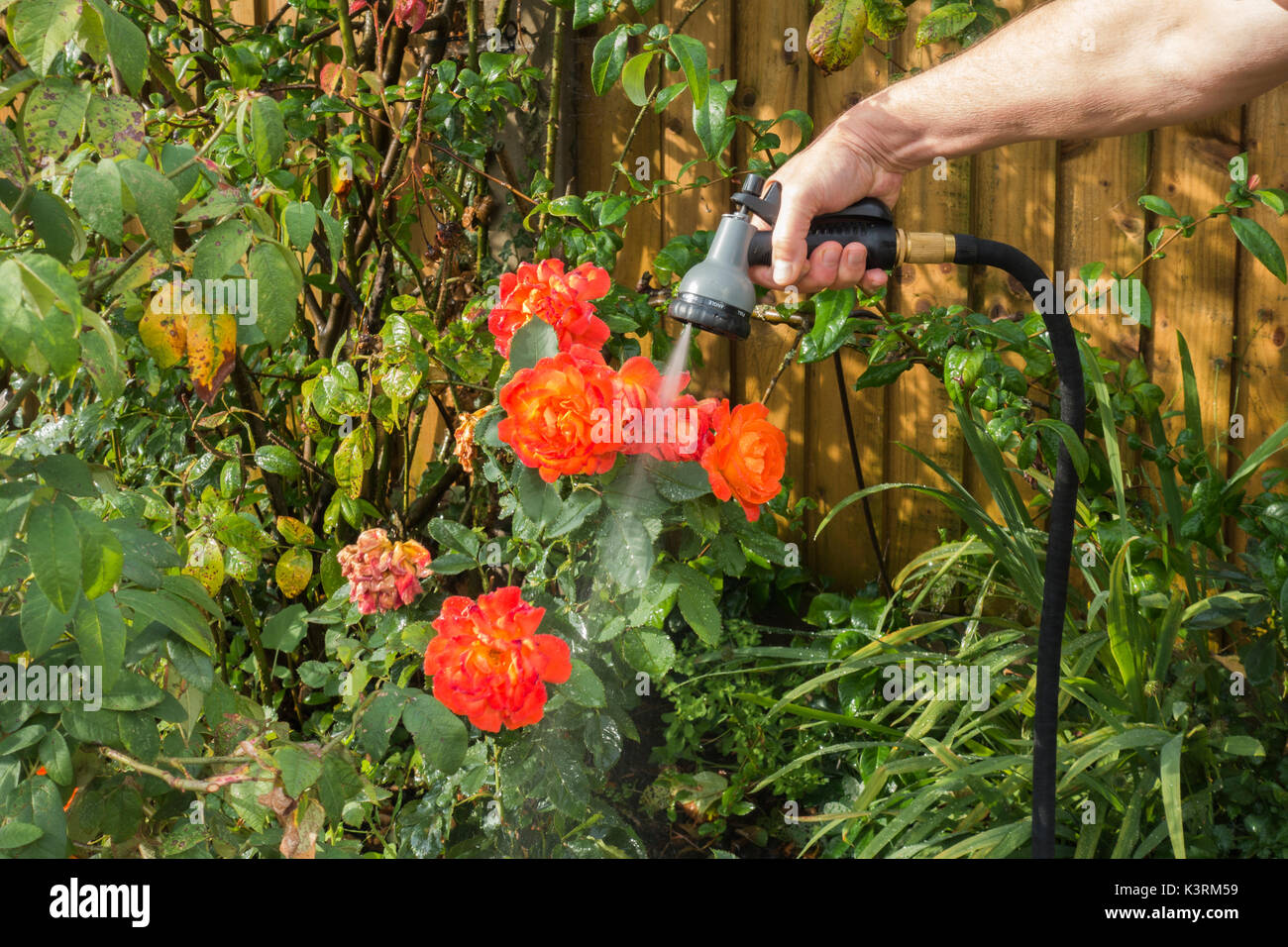 Un vecchio uomo la sua irrigazione piante da giardino, inizio autunno, con un flessibile e di nebulizzazione. Langtoft, Lincolnshire, Inghilterra, Regno Unito. Foto Stock