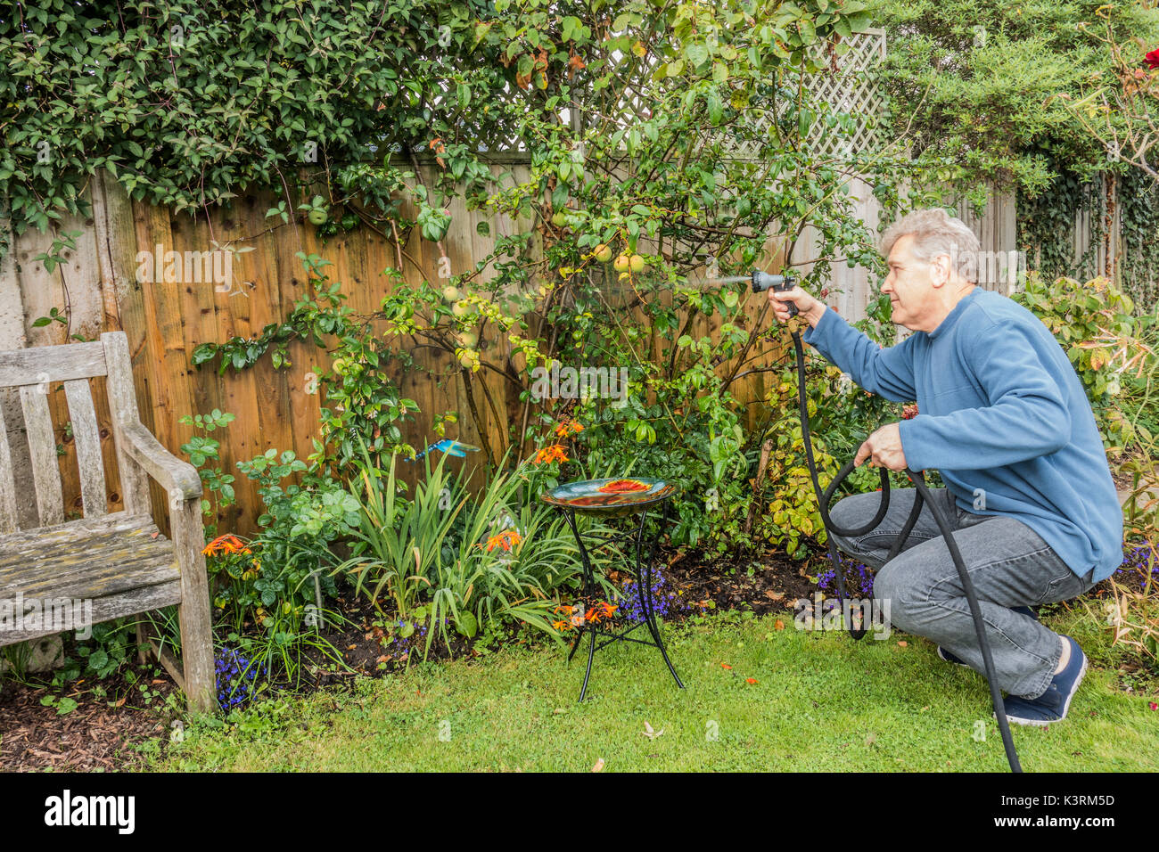 Un vecchio uomo la sua irrigazione piante da giardino, inizio autunno, con un flessibile e di nebulizzazione. Langtoft, Lincolnshire, Inghilterra, Regno Unito. Foto Stock