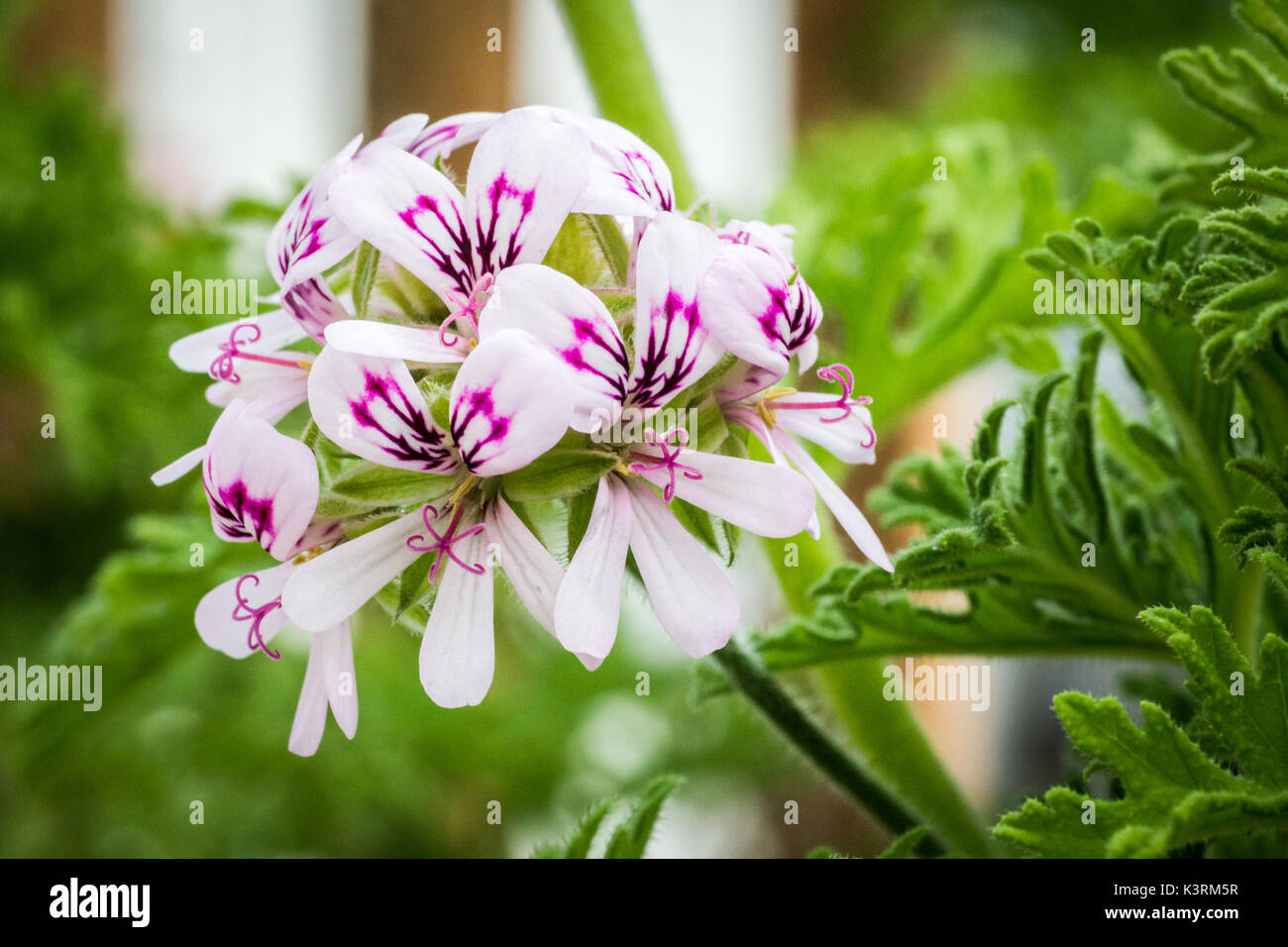 Fiori di citronella Foto Stock Fiori di citronella Foto Stock