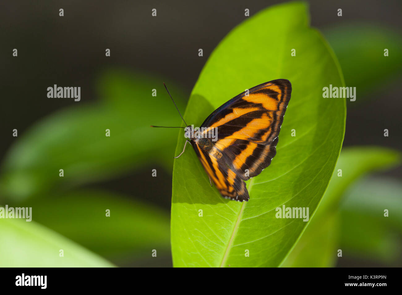 Red Butterfly nel giardino delle farfalle in Thailandia Foto Stock