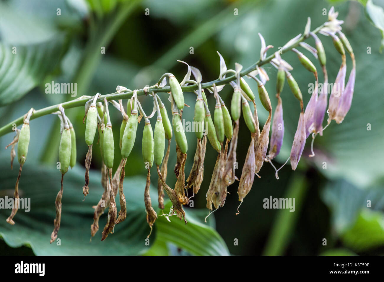 Semi di Hosta, maturazione i semi di piante in capsule Foto Stock