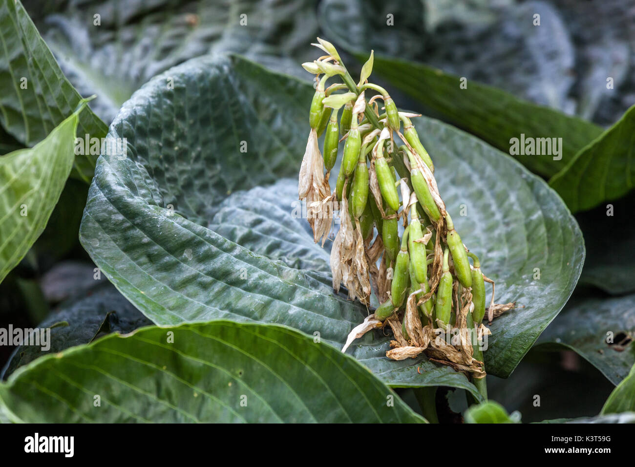 Semi di Hosta, seme di maturazione su stelo, pianta di hosta Foto Stock