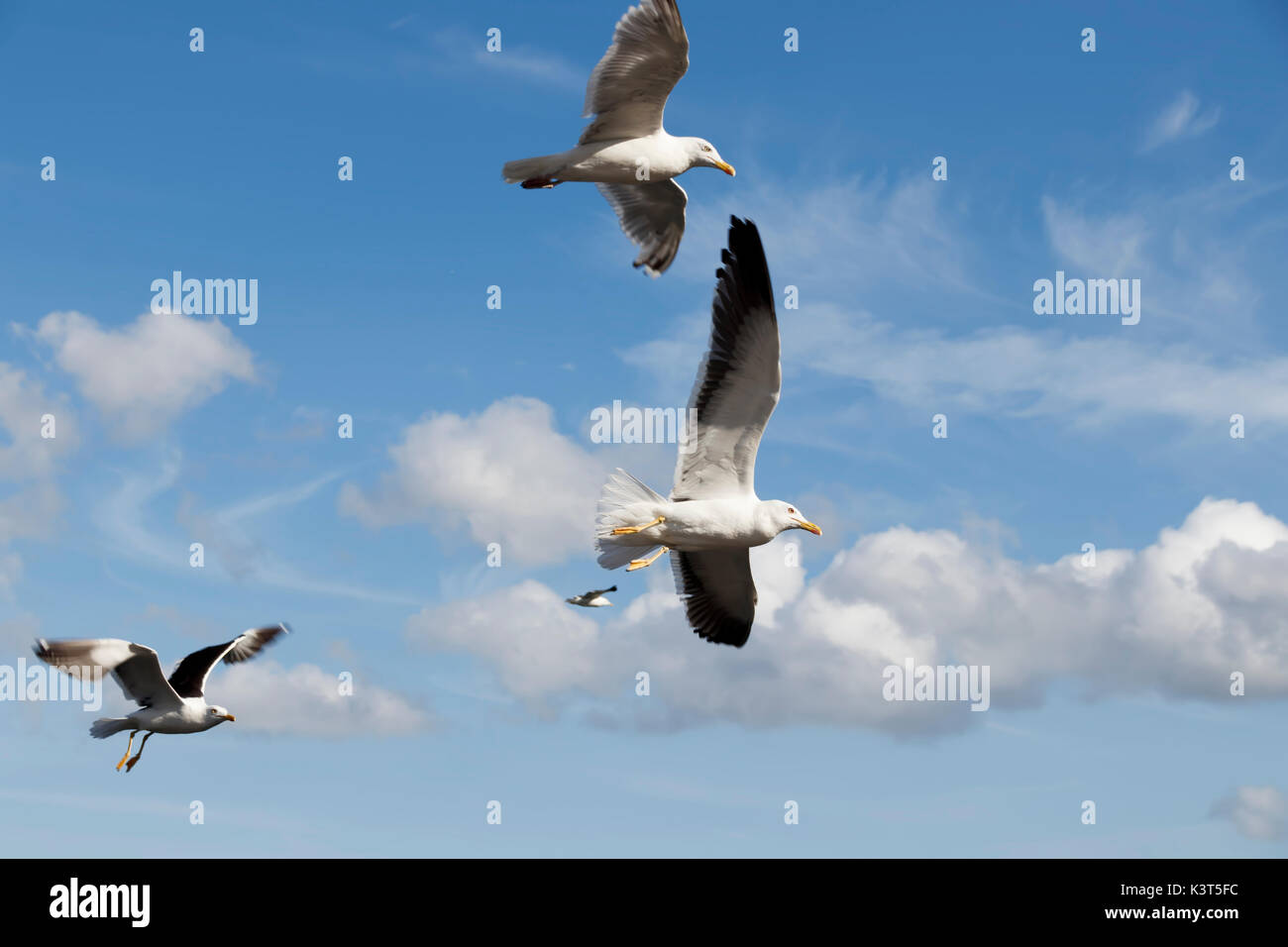 Molti gabbiani in volo Foto Stock