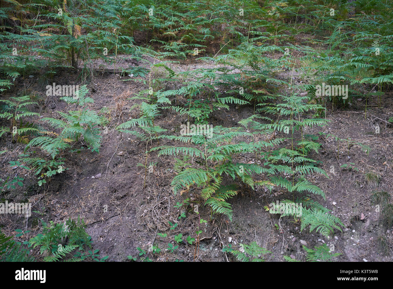 Green Bracken fern (Pteridium aquilinum) su una collina fangose Foto Stock