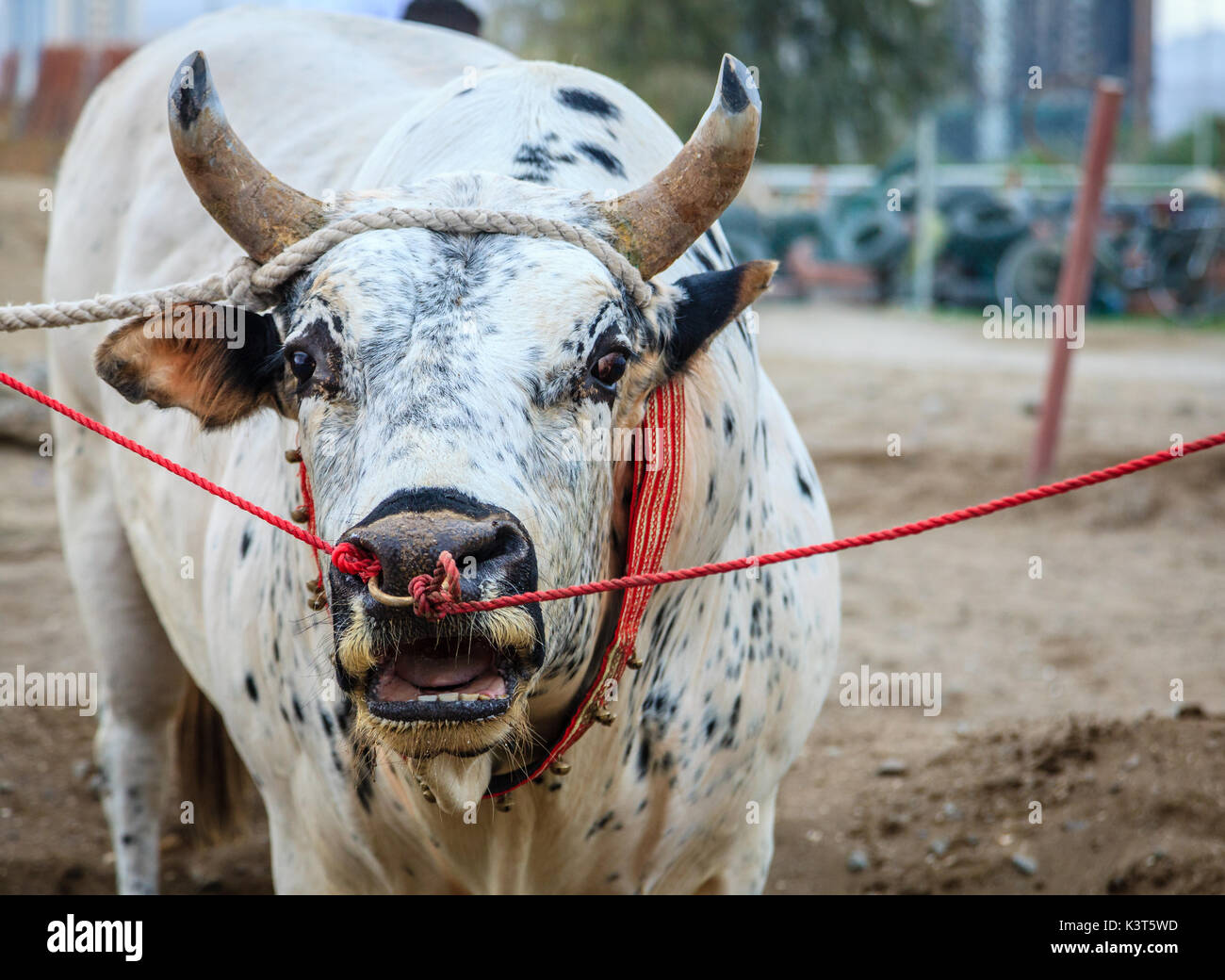 I tori sono legati come essi attendono il loro turno di lotta nelle tradizionali corride in Fujairah, EMIRATI ARABI UNITI Foto Stock