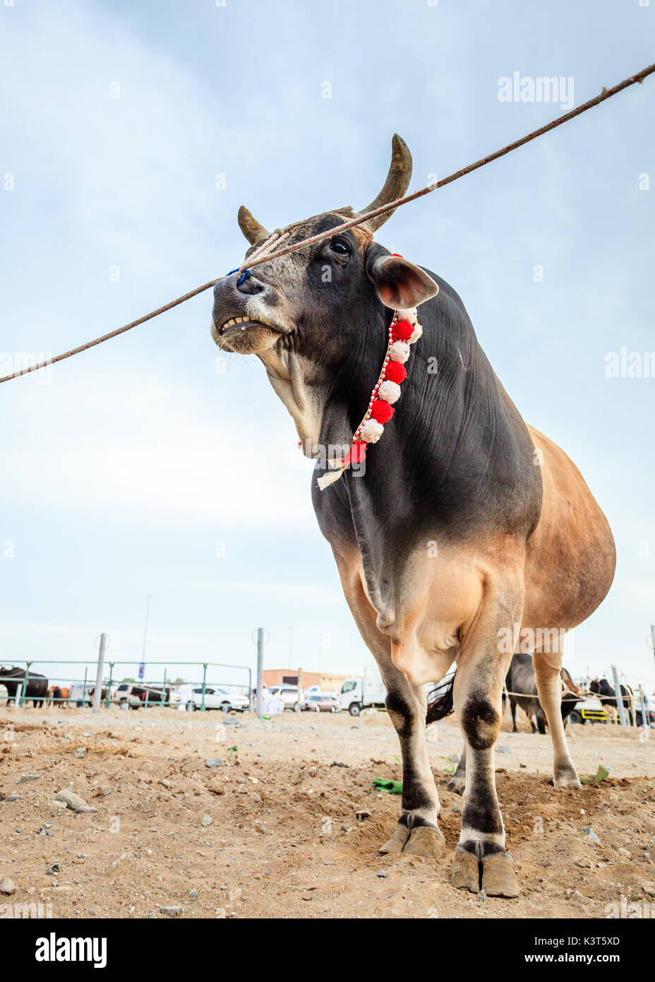 I tori sono legati come essi attendono il loro turno di lotta nelle tradizionali corride in Fujairah, EMIRATI ARABI UNITI Foto Stock
