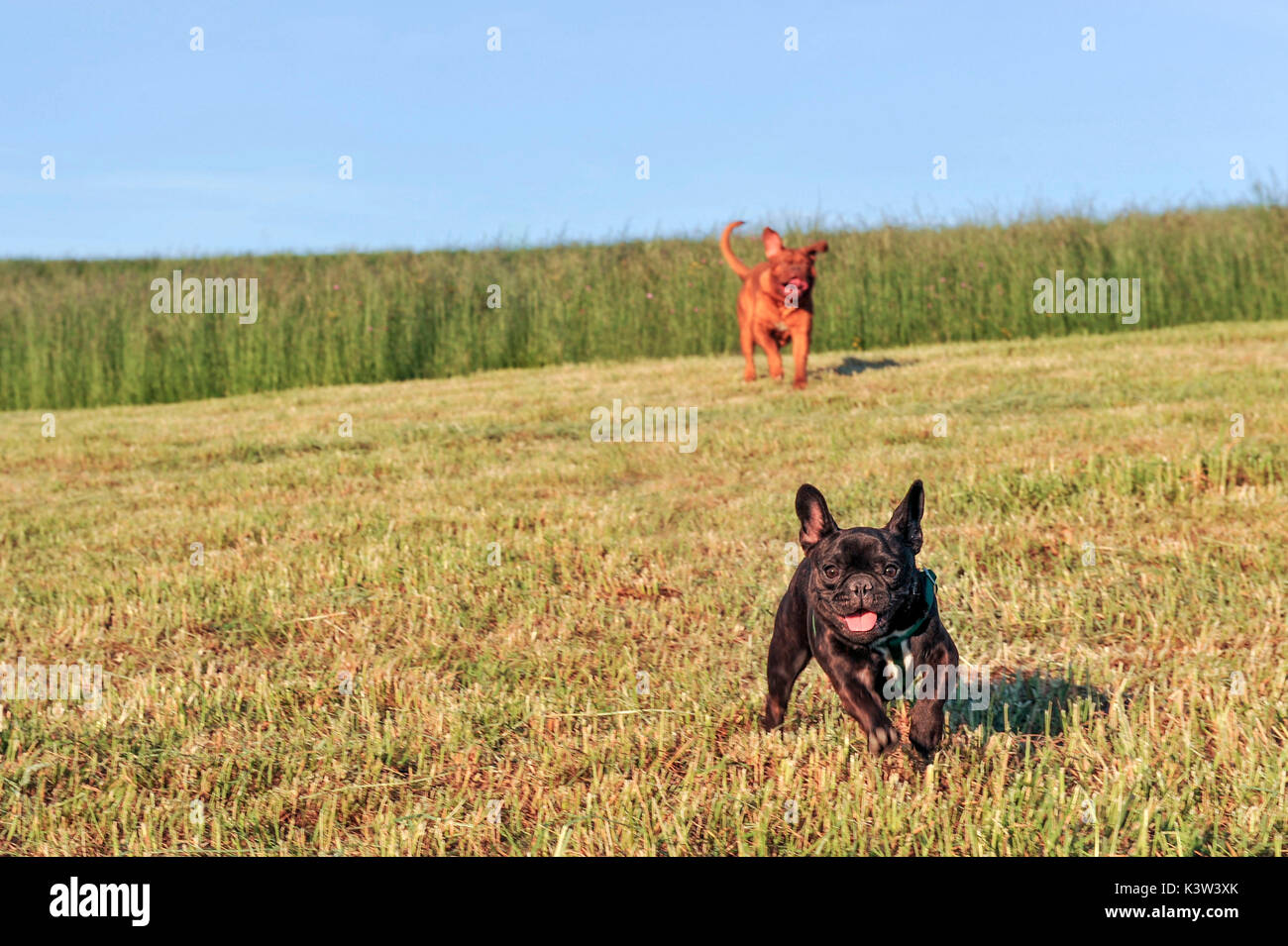 Dogue de Bordeaux e bulldog francese in esecuzione in un campo, i cani Foto Stock