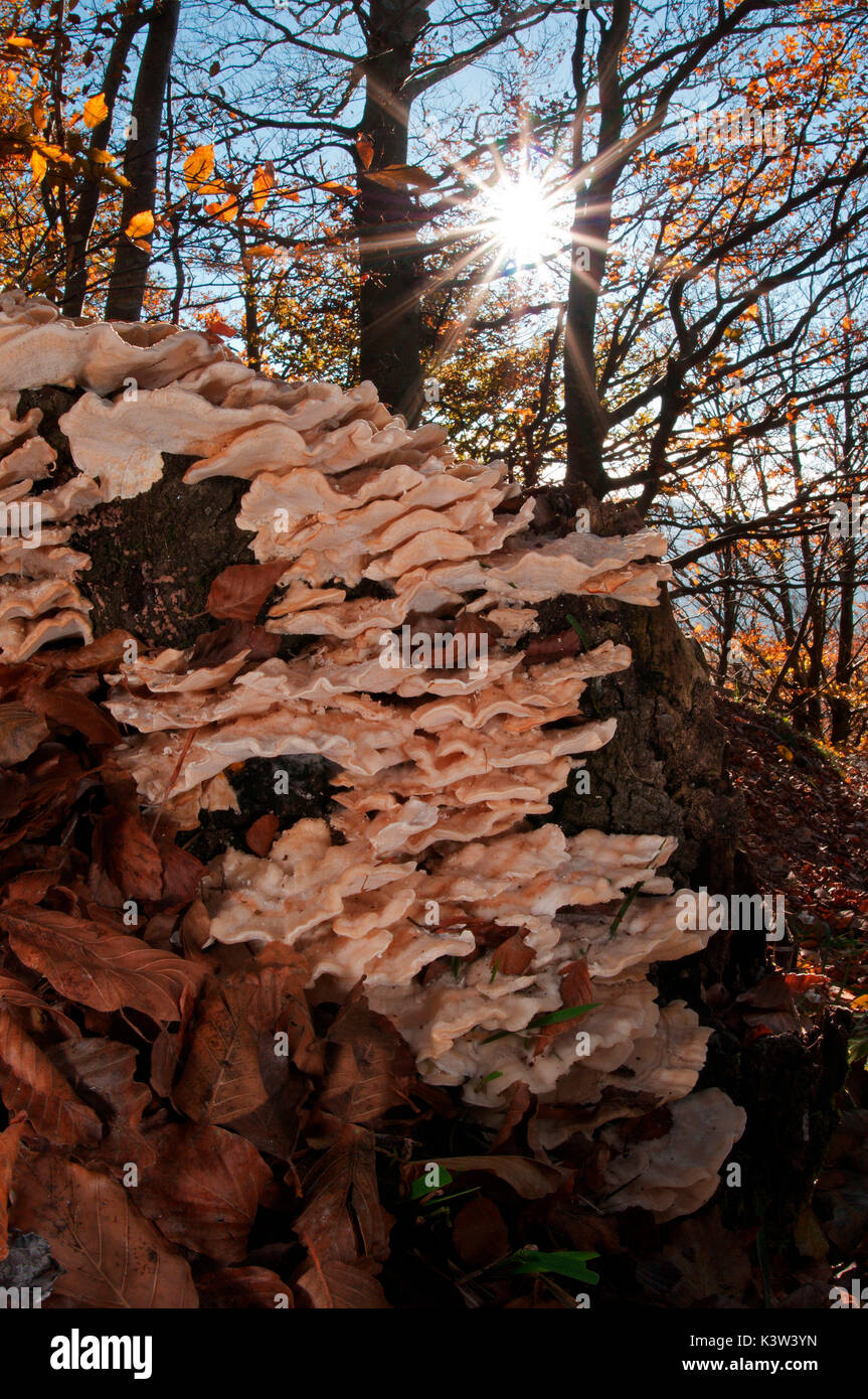 Gruppo di funghi in un bosco in autunno. Aveto, Genova, Italia, Europa Foto Stock
