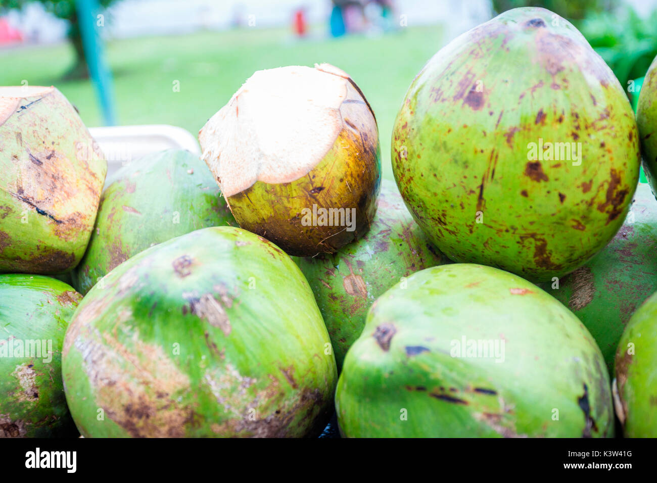 Cosa Rica, noci di cocco AL PARCO NAZIONALE DI TORTUGUERO Foto Stock