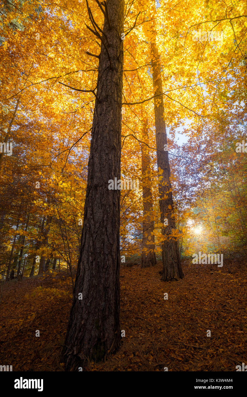 Parco Nazionale della Sila, Sila, Buturo, Catanzaro, Calabria, Italia Alberi colorati nel Parco Nazionale della Sila Foto Stock