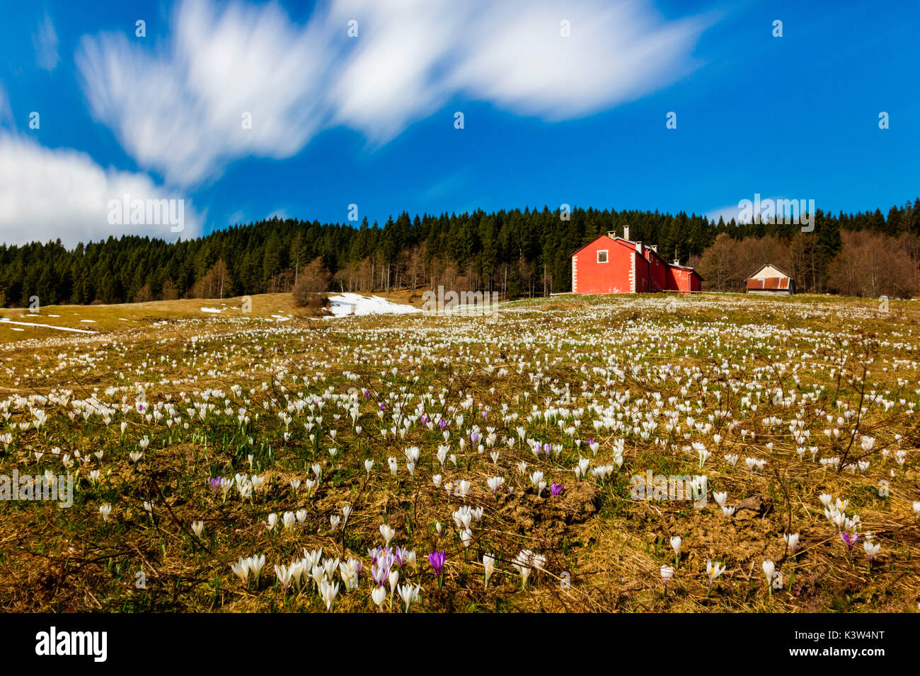 Malga Fratte, Foza, Altopiano di Asiago, provincia di Vicenza, Veneto, Italia. Capanna di pastori con molla di crochi. Foto Stock