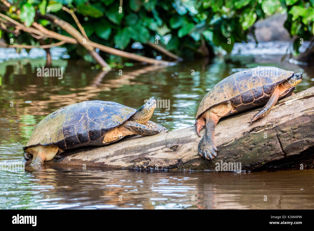 Tortuguero, Costa Rica, tartarughe selvatiche su un Foto Stock