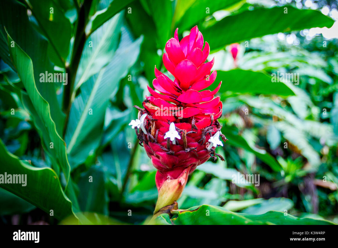 Costa Rica, America centrale. Rosso vermiglio fiore tropicale foglia nella foresta pluviale. Foto Stock