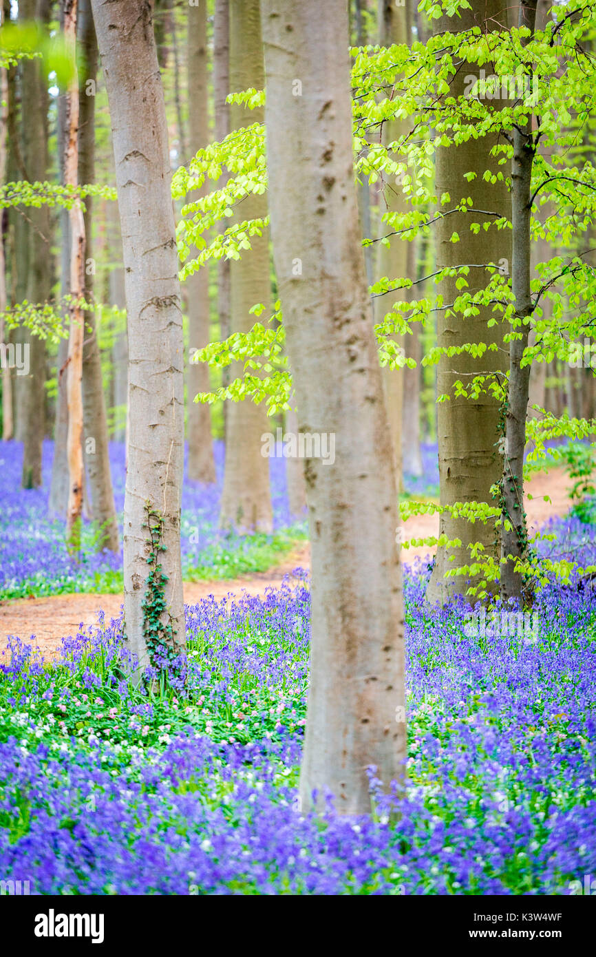 Hallerbos, foresta di faggio in Belgio piena di Blue Bells fiori. Foto Stock