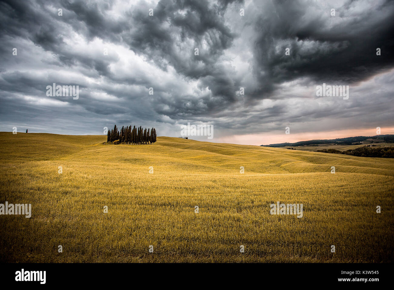 Toscana, Val d'Orcia, Italia. Cipressi in un prato giallo campo con le nuvole la raccolta Foto Stock